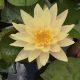Water lily (Nymphaea) 'Texas Dawn'