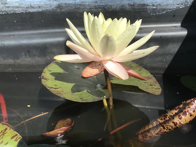 Water lily (Nymphaea) 'Texas Dawn' 2