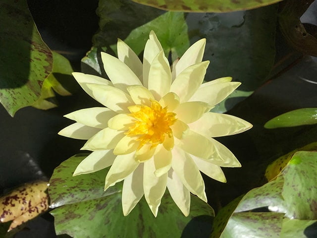 Water lily (Nymphaea) Texas Dawn