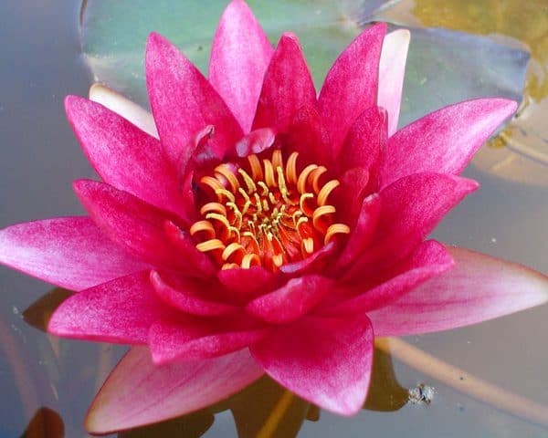 Water lily (Nymphaea) Vesuve