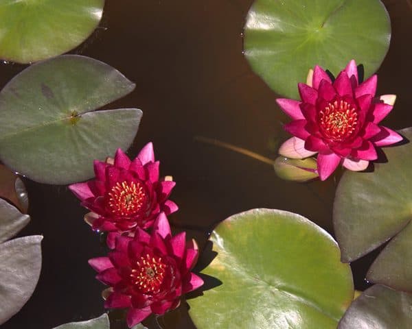 Water lily (Nymphaea) 'Rembrandt'