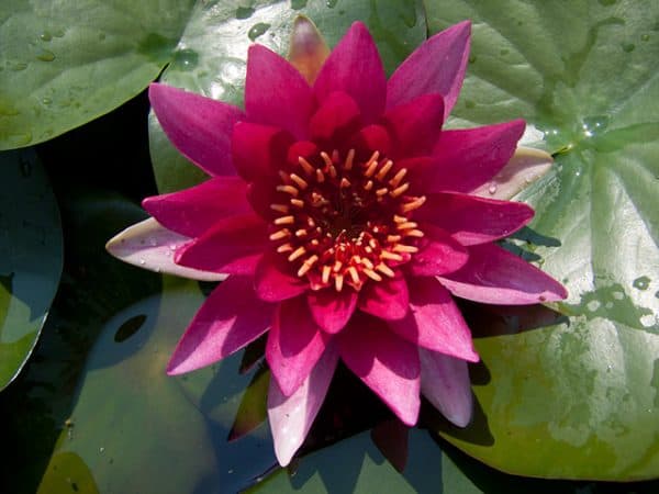 Water lily (Nymphaea) 'William Falconer'