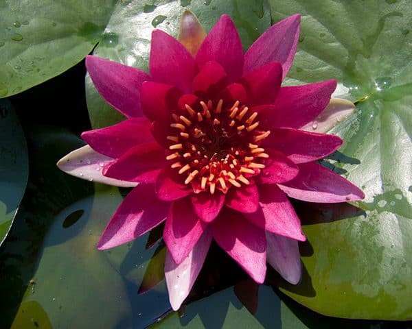 Water lily (Nymphaea) 'William Falconer'