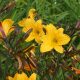 Daylily (Hemerocallis) 'Golden Chimes'