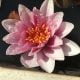 Water lily (Nymphaea) Mrs Richmond