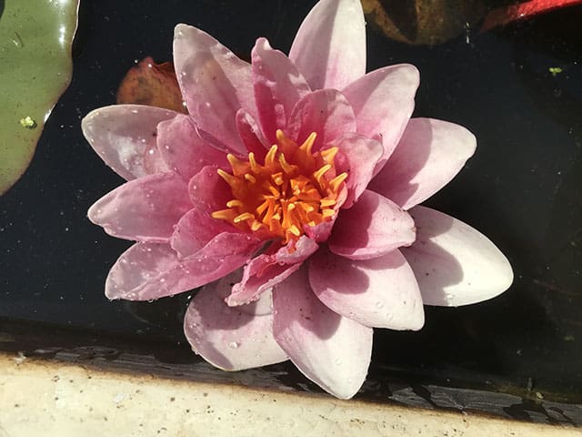 Water lily (Nymphaea) Mrs Richmond