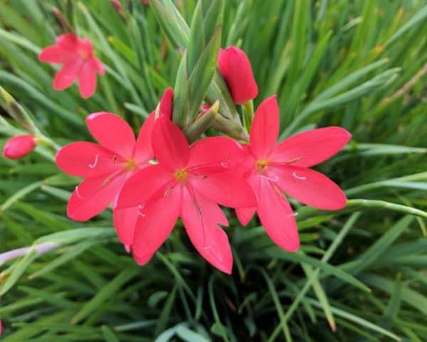 Crimson flag lily 'Oregan Sunset' (Schizostylis coccinea 'Oregan Sunset')