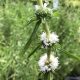 Spearmint -white (Mentha cervina alba)
