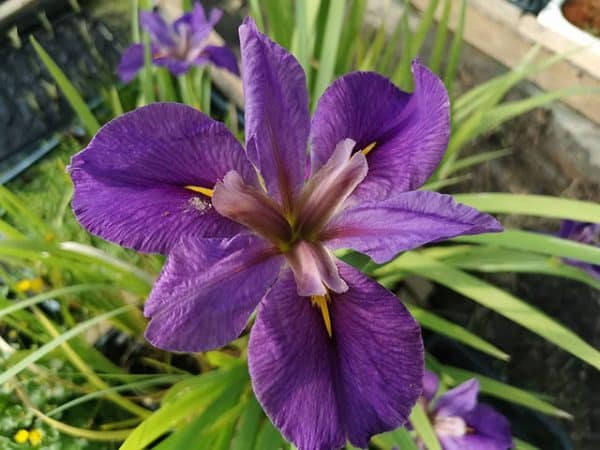 Iris louisiana 'Pegaletta'