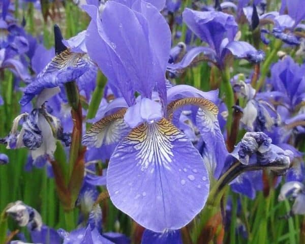 Iris sibirica 'Papillon'