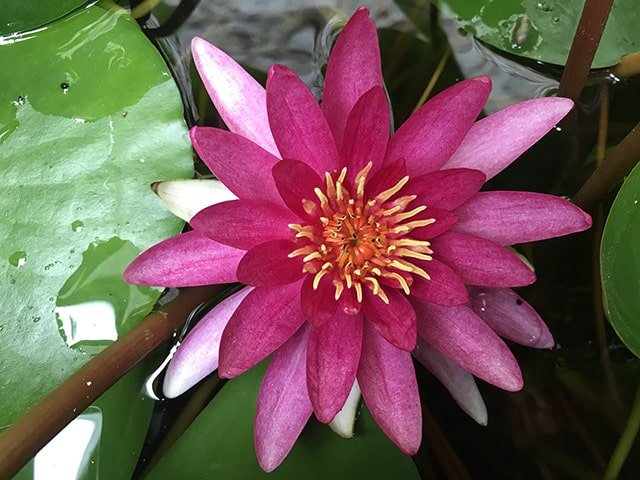 Water lily (Nymphaea) Newton