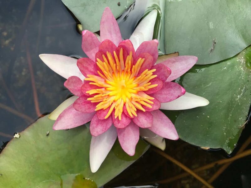 Water lily (Nymphaea) 'Newton'