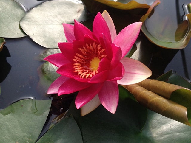 Water lily (Nymphaea) 'Zeus'