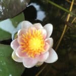 Water lily (Nymphaea) 'Laydekeri Lilacea'