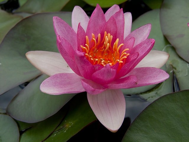 Water lily (Nymphaea) 'Laydekeri Purpurata'