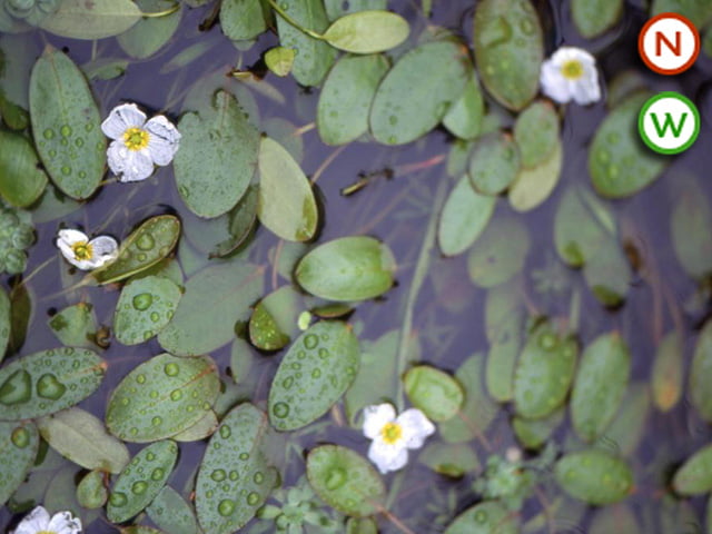 Floating water plantain (Luromium natans)