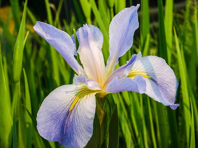 Iris Louisiana 'Sea Wisp'