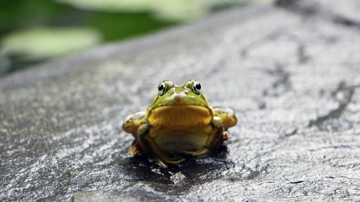 willow moss frog